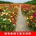 重瓣太阳花花种子花籽四季开花室内外花卉易活花种孑七彩