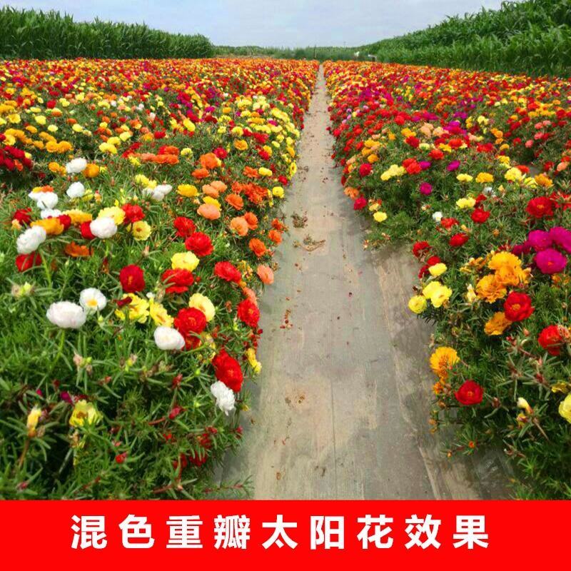 重瓣太阳花花种子花籽四季开花室内外花卉易活花种孑七彩