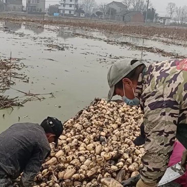 莲藕..新35藕种，品种优良，现对外发售