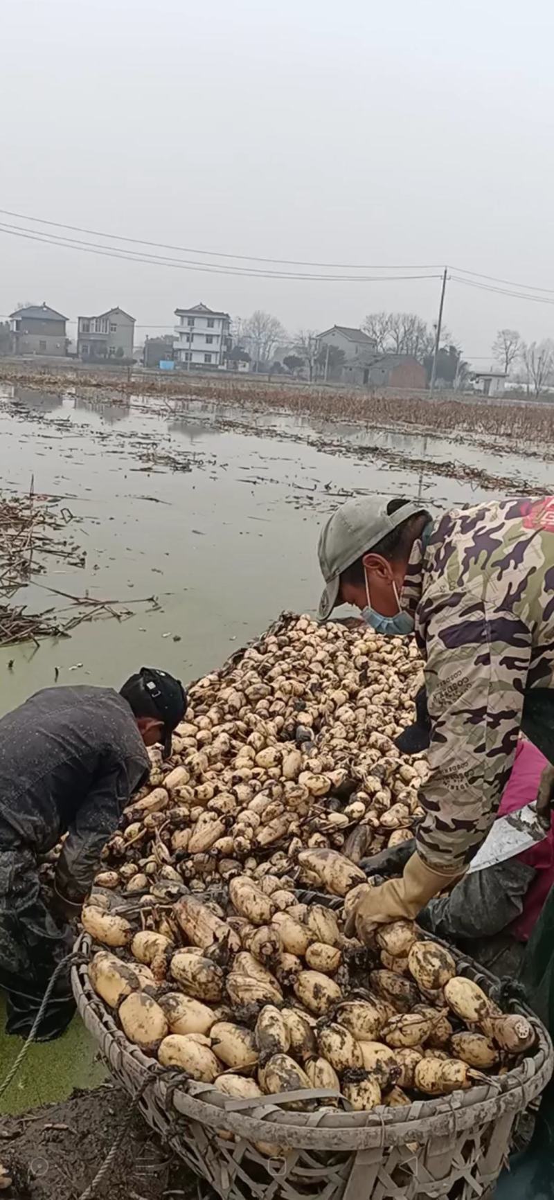 莲藕..新35藕种，品种优良，现对外发售