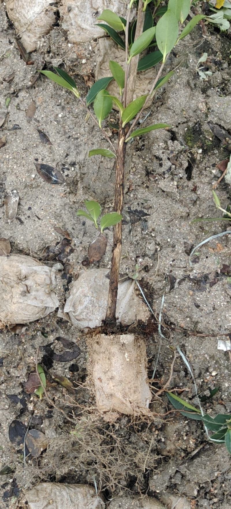 燕子良种嫁接油茶苗批发