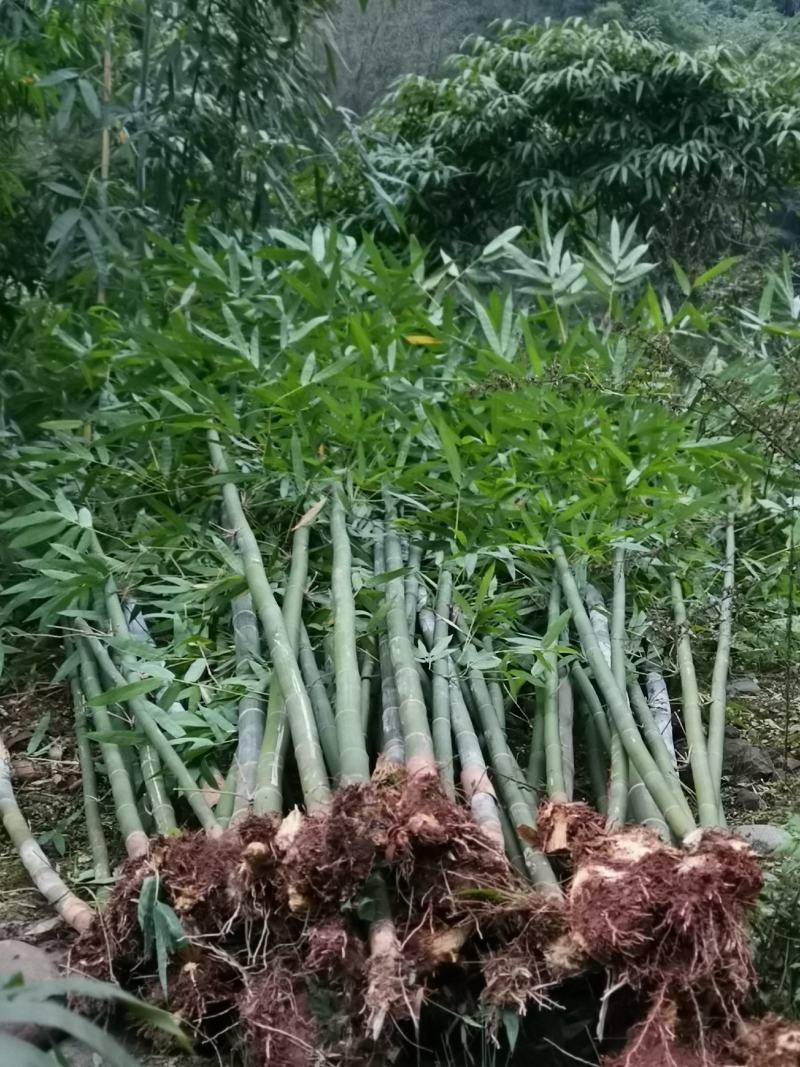 绵竹（四季竹）货源充足，可支持视频和现场看货