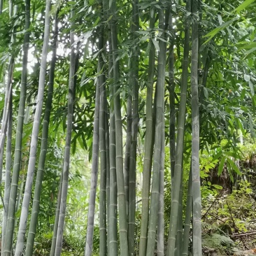 绵竹（四季竹）货源充足，可支持视频和现场看货