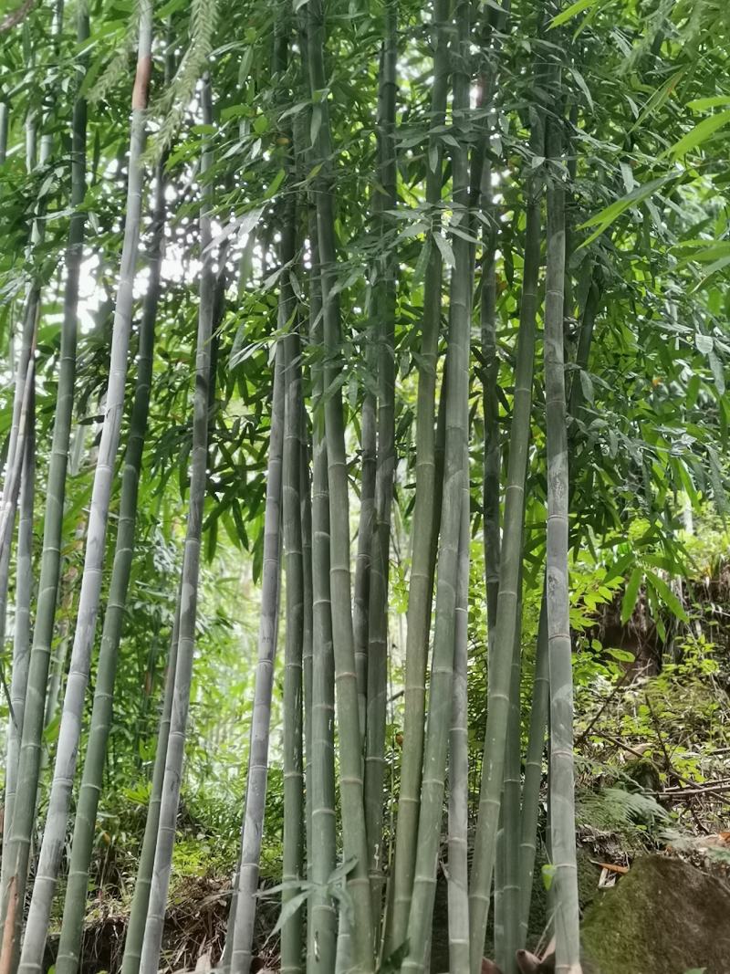 绵竹（四季竹）货源充足，可支持视频和现场看货