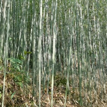 刚竹（雅安）一手货源，可以视频看货，产地直销工程苗