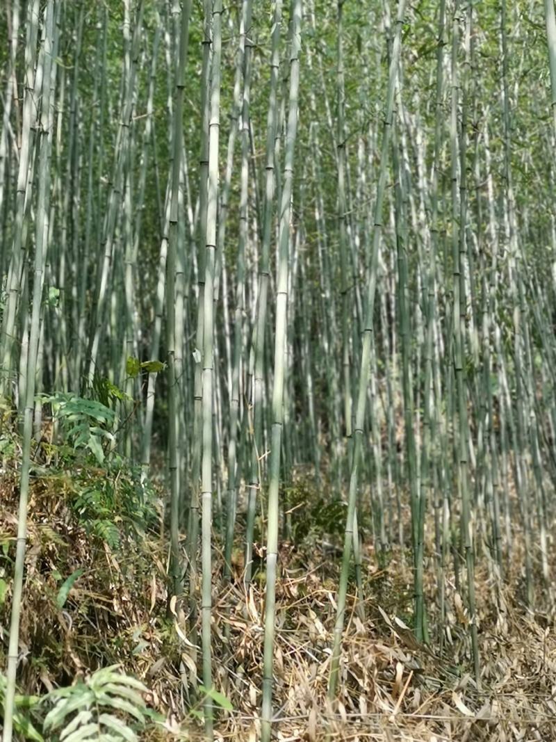 刚竹（雅安）一手货源，可以视频看货，产地直销工程苗