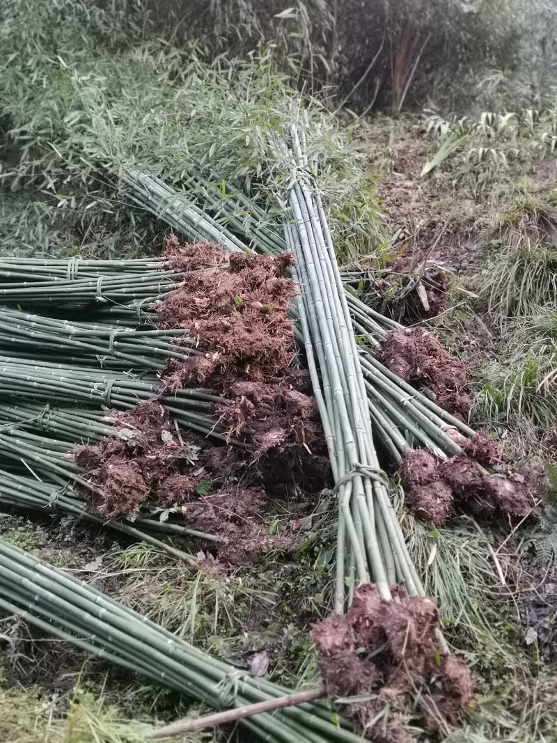 刚竹（雅安）一手货源，可以视频看货，产地直销工程苗