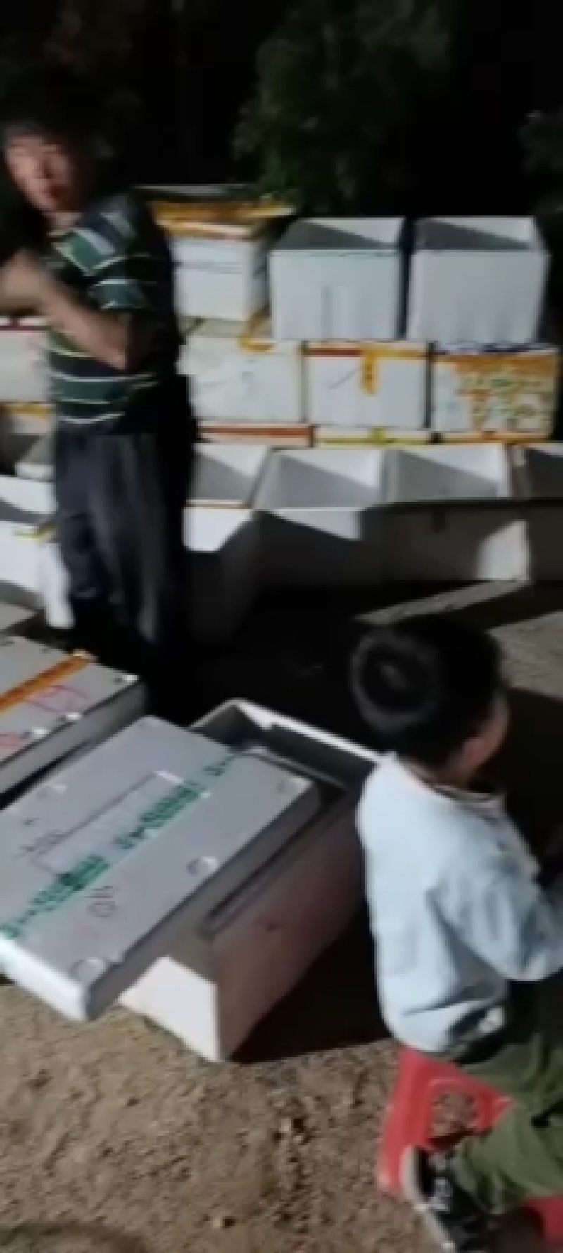 草鱼苗鲩鱼苗白草鱼鱼苗四大家鱼苗淡水包活包邮快