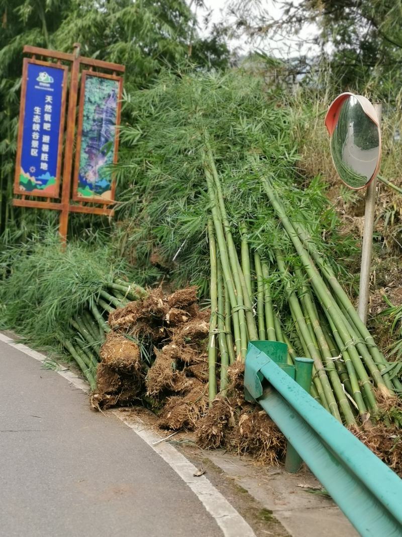 慈竹大量有货，长期出售，可支持视频看货