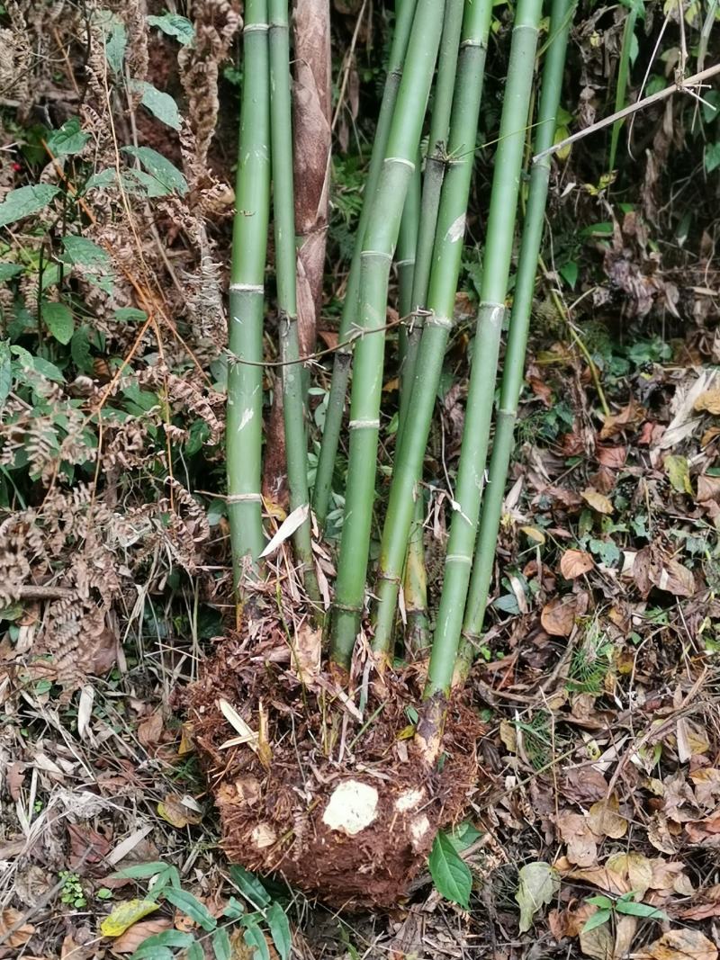 慈竹大量有货，长期出售，可支持视频看货