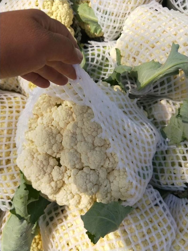 河南精品有机花青梗小米，大量上市发往全国各地