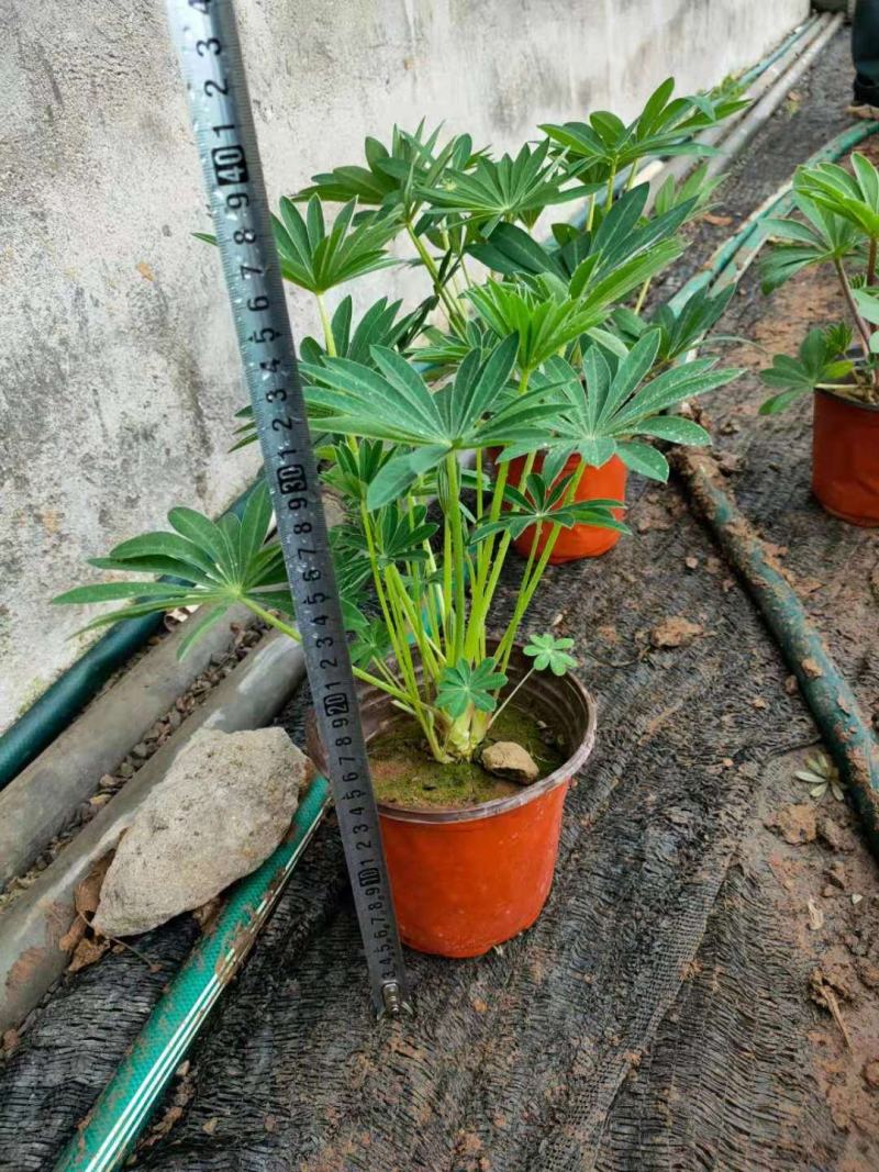 鲁冰花价格，鲁冰花双色盆，鲁冰花工程苗现货供应
