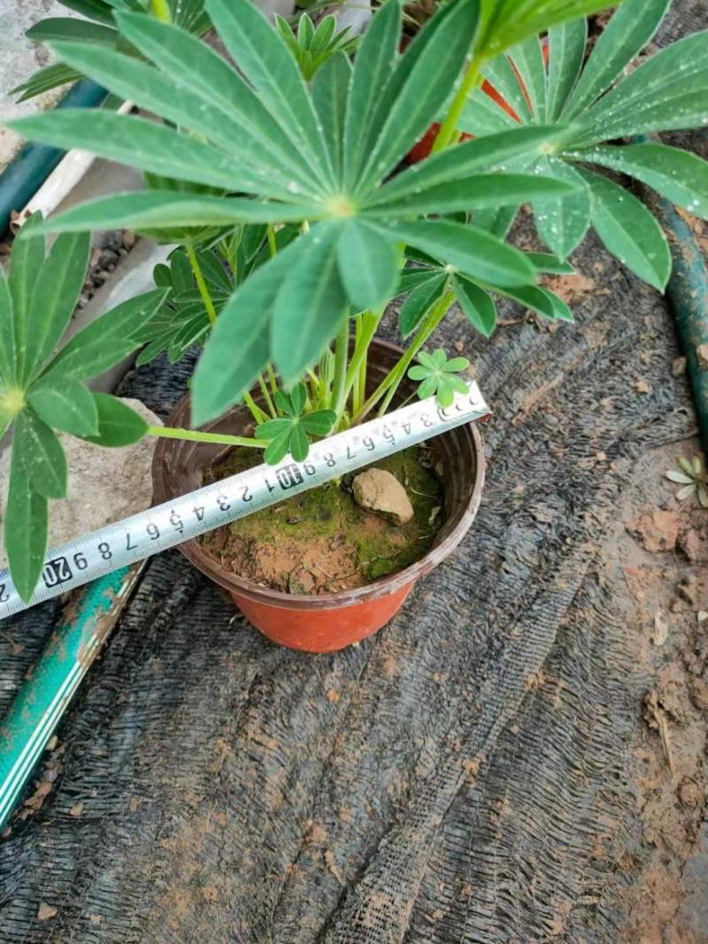 鲁冰花价格，鲁冰花双色盆，鲁冰花工程苗现货供应