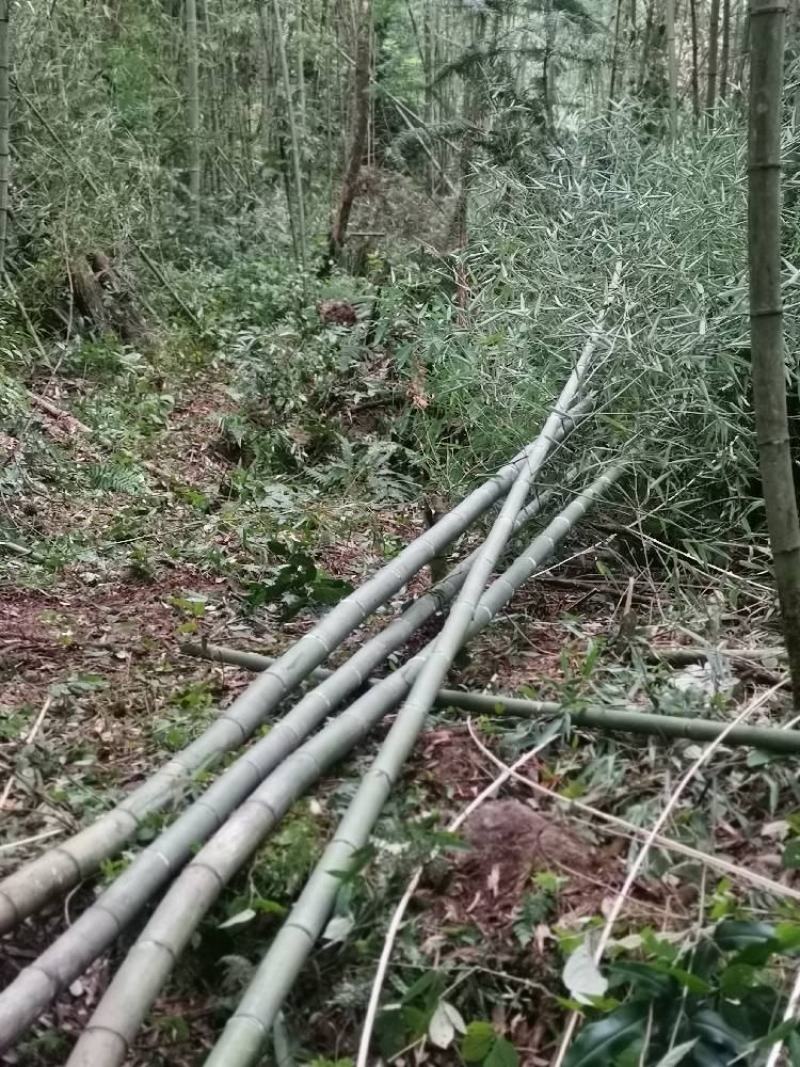 金竹（金斑竹）长期出售，价格稳定，可支持视频看货