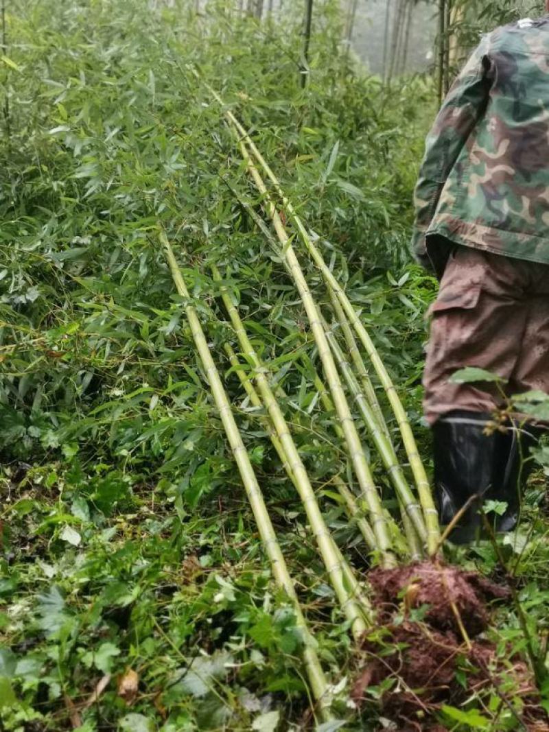 金竹（金斑竹）长期出售，价格稳定，可支持视频看货