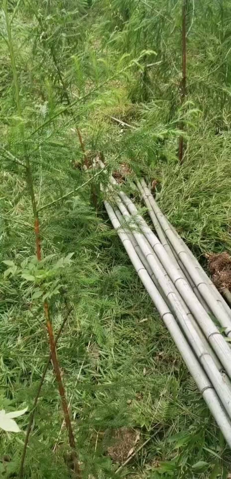金竹（金斑竹）长期出售，价格稳定，可支持视频看货