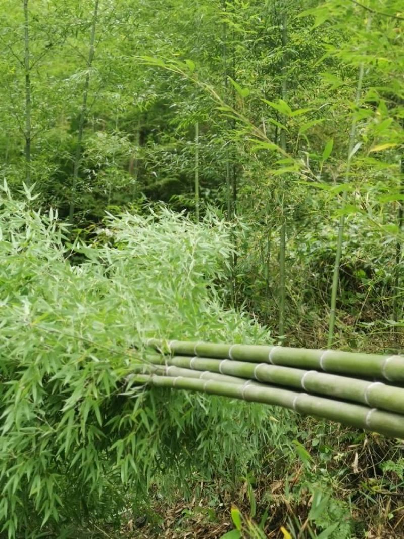 金竹（金斑竹）长期出售，价格稳定，可支持视频看货