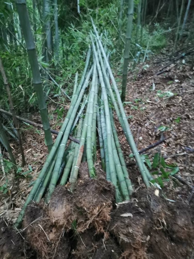 金竹（金斑竹）长期出售，价格稳定，可支持视频看货