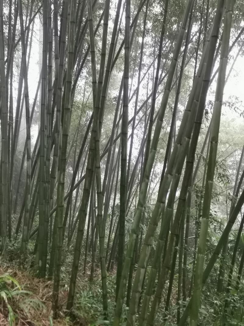 金竹（金斑竹）长期出售，价格稳定，可支持视频看货