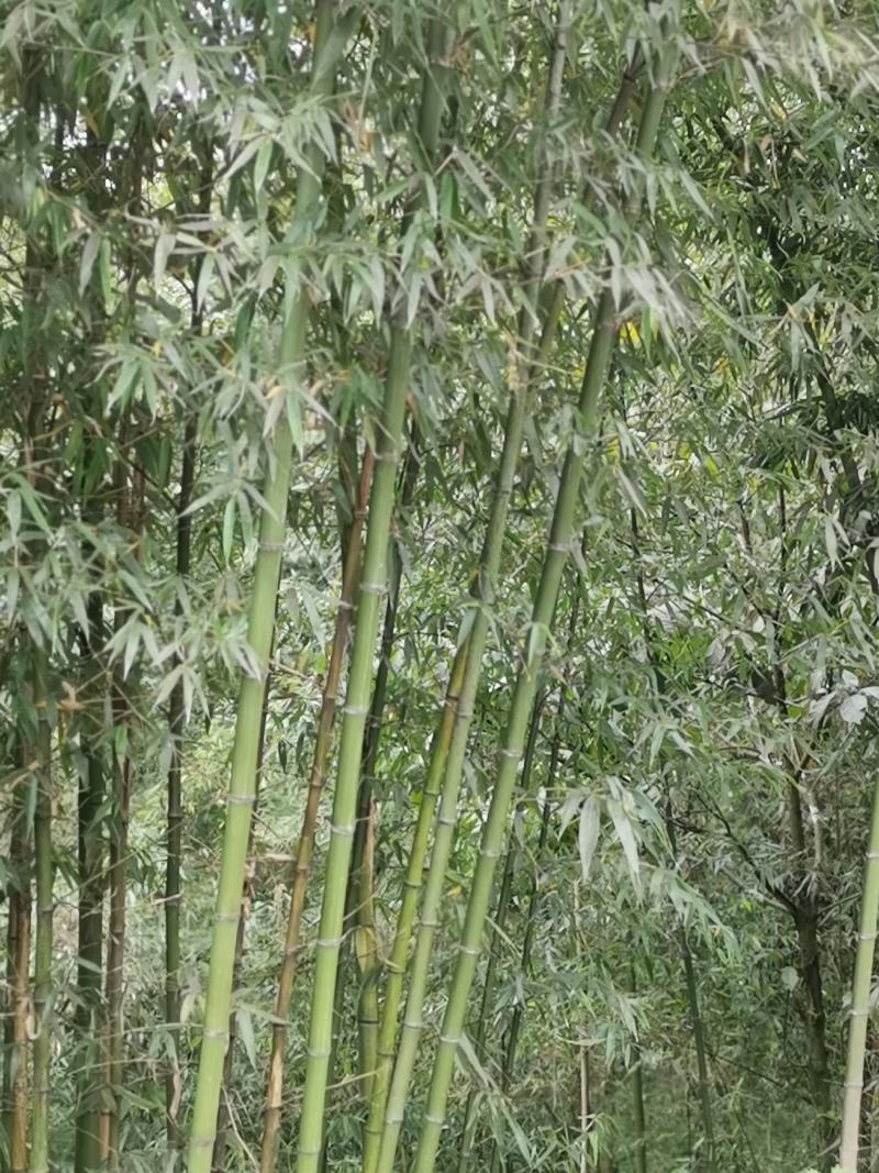 金竹（金斑竹）长期出售，价格稳定，可支持视频看货