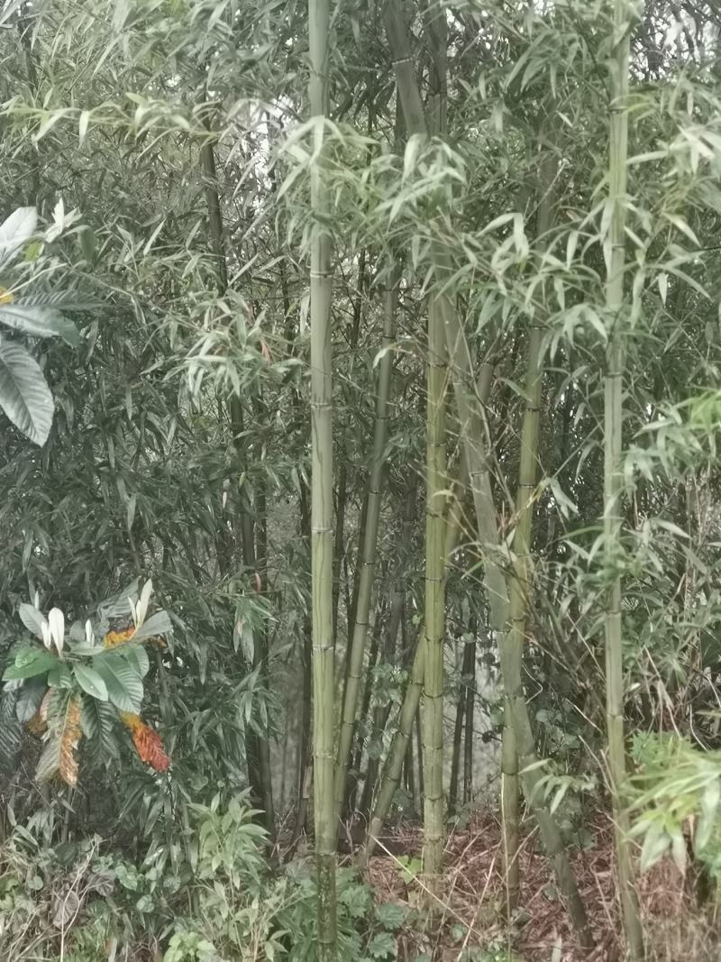 金竹（金斑竹）长期出售，价格稳定，可支持视频看货