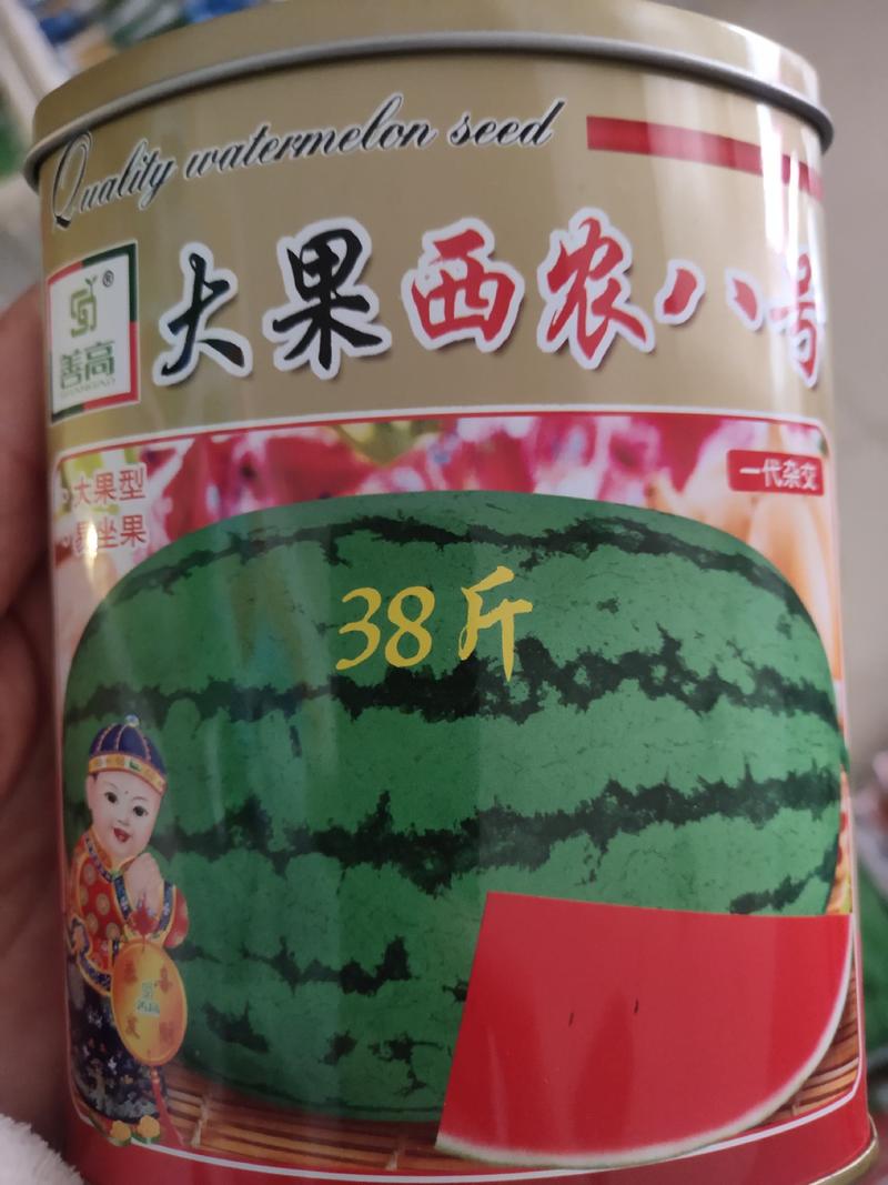 大果西农八号西瓜种子，中熟品种，开花至成熟35天左右，果
