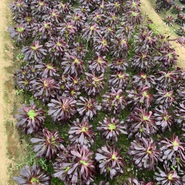 清棚处理多肉植物法师墨法师尺寸大颜色好花型周正