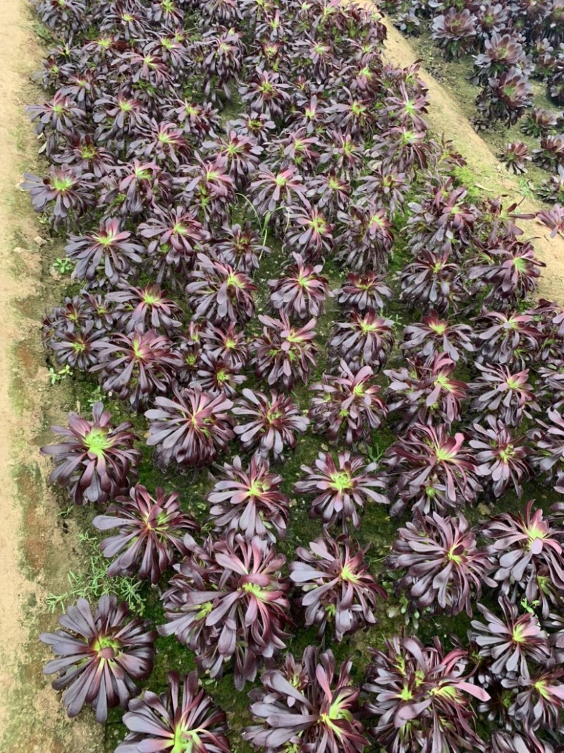 清棚处理多肉植物法师墨法师尺寸大颜色好花型周正