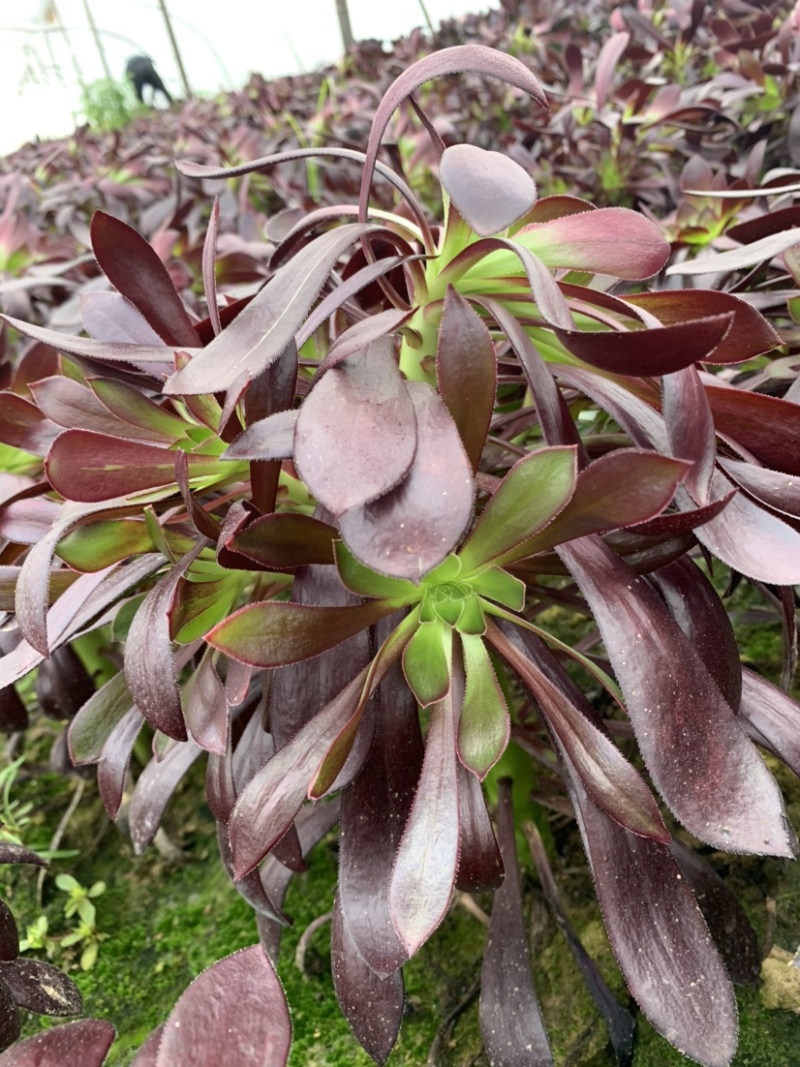 清棚处理多肉植物法师墨法师尺寸大颜色好花型周正