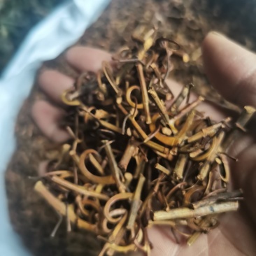 钩藤，钩丁，吊藤，鹰爪风，倒挂刺干货批发