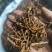 钩藤，钩丁，吊藤，鹰爪风，倒挂刺干货批发
