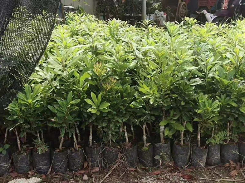 杨梅树苗嫁接东魁杨梅树苗六月杨梅迟熟早熟带叶带土发货
