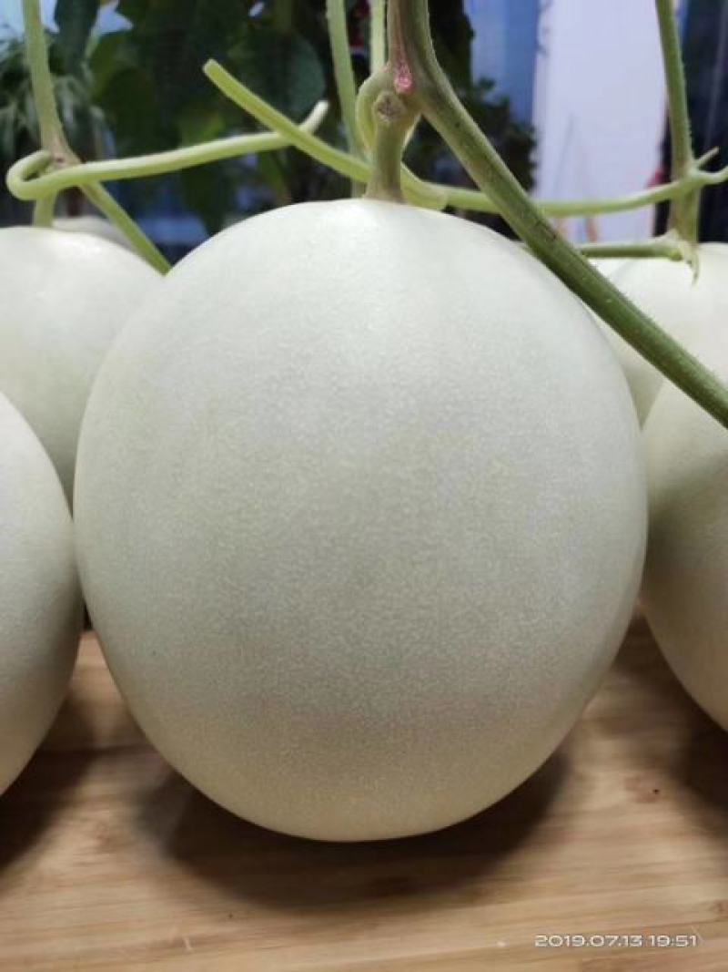 甜瓜莘县大量香瓜上市中