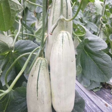 甜瓜莘县大量香瓜上市中