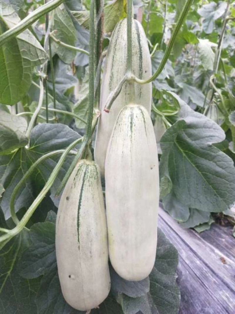 甜瓜莘县大量香瓜上市中