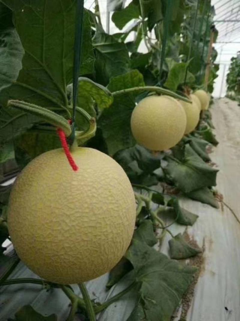 甜瓜莘县大量香瓜上市中
