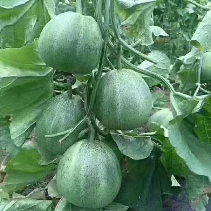 甜瓜莘县大量香瓜上市中
