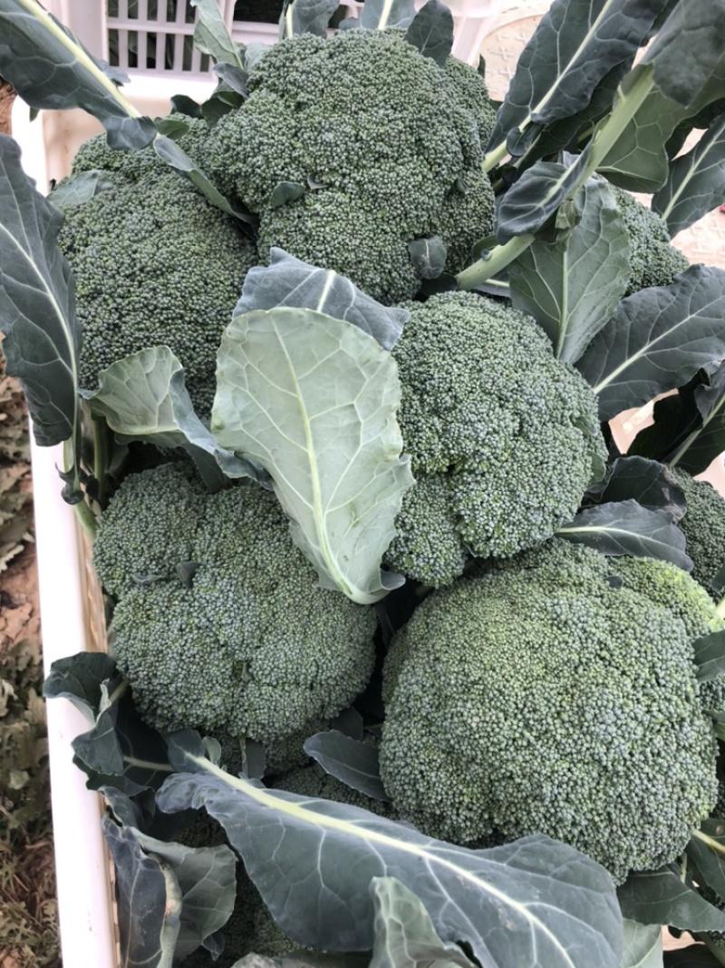 布鲁斯1801高端西兰花种子适合春秋种植球型好芽率高