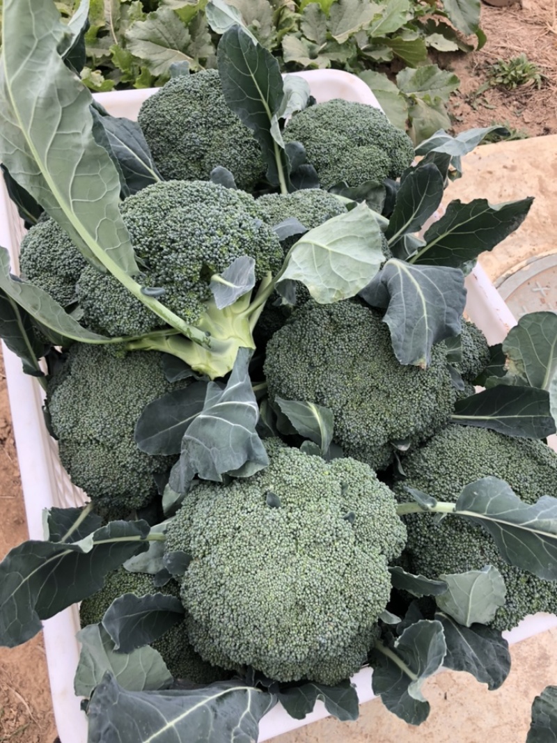 布鲁斯1801高端西兰花种子适合春秋种植球型好芽率高
