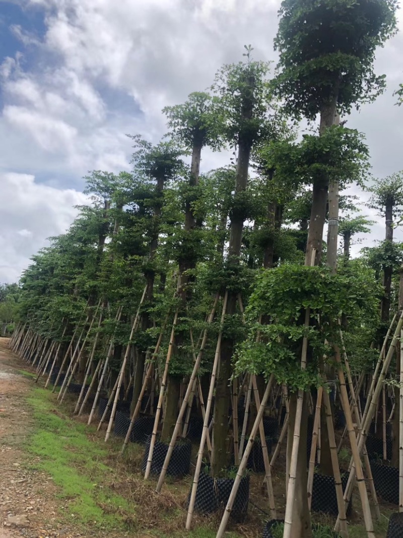 大量出售光杆榄仁（人工造托）8-20公分，货源充足