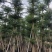 大量出售光杆榄仁（人工造托）8-20公分，货源充足