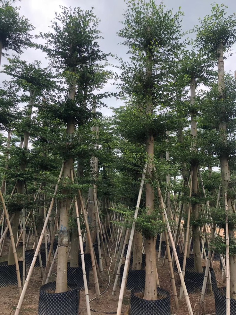 大量出售光杆榄仁（人工造托）8-20公分，货源充足