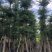 大量出售光杆榄仁（人工造托）8-20公分，货源充足