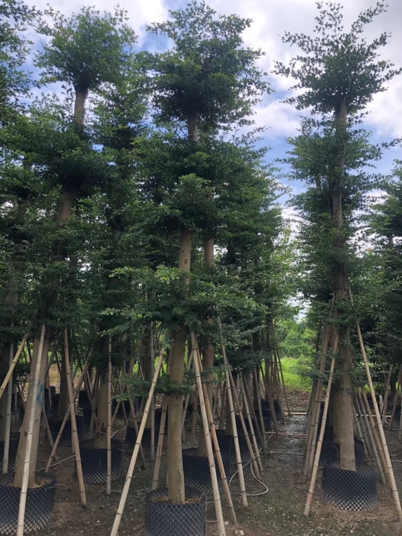 大量出售光杆榄仁（人工造托）8-20公分，货源充足