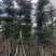 大量出售光杆榄仁（人工造托）8-20公分，货源充足