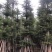 大量出售光杆榄仁（人工造托）8-20公分，货源充足