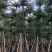 大量出售光杆榄仁（人工造托）8-20公分，货源充足