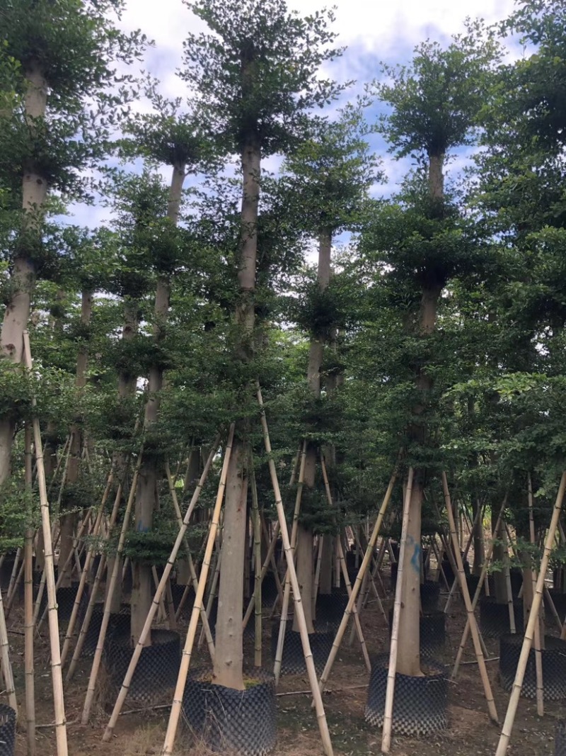 大量出售光杆榄仁（人工造托）8-20公分，货源充足