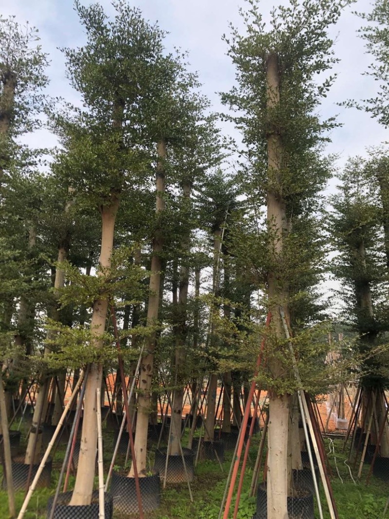 大量出售光杆榄仁（人工造托）8-20公分，货源充足