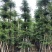 大量出售光杆榄仁（人工造托）8-20公分，货源充足